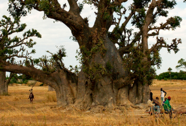 Le premier livre de cantiques, une mise à jour de l’Afrique de l’Ouest