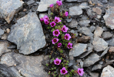 Purple Saxifrage