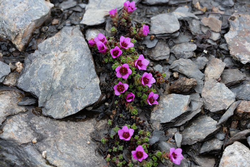 Purple Saxifrage